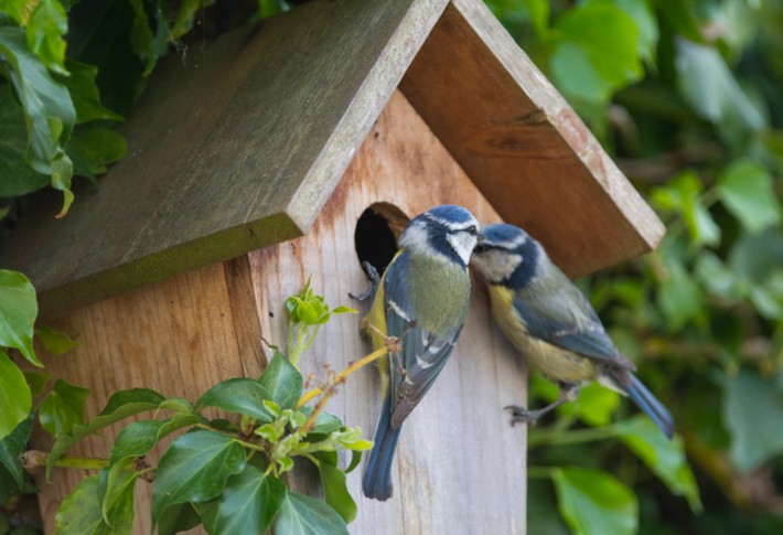 leading Birdhouse Kit