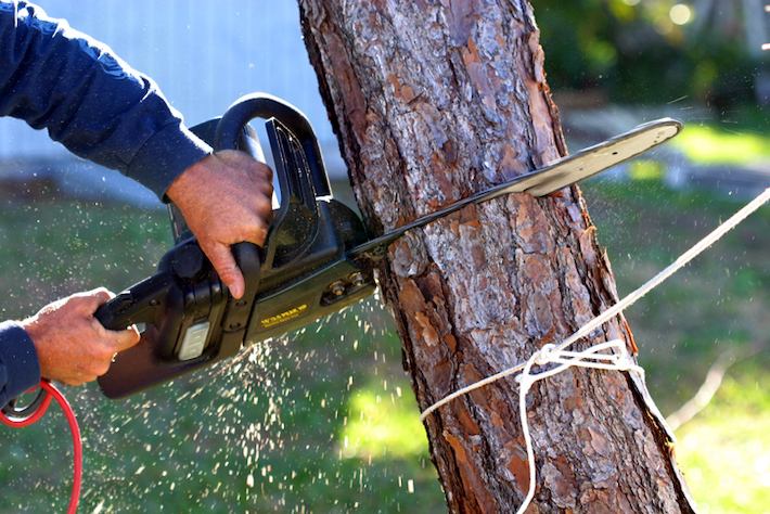 tree service