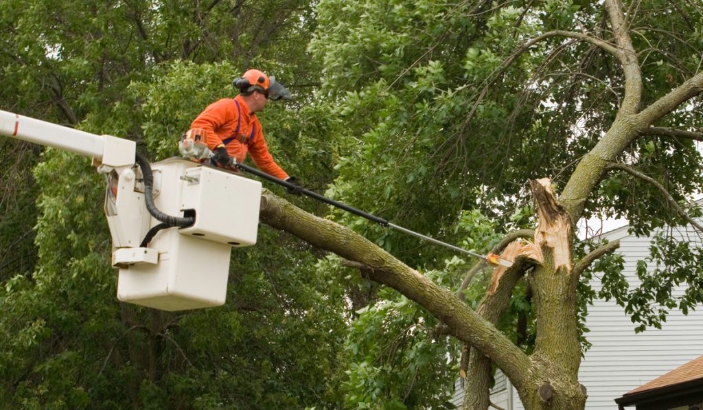 Preparing to Use an Electric Pole Saw