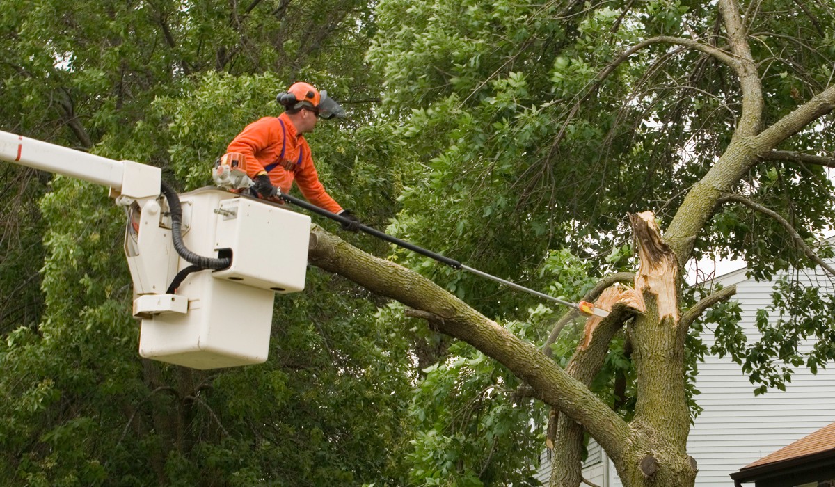 A shop tree saw