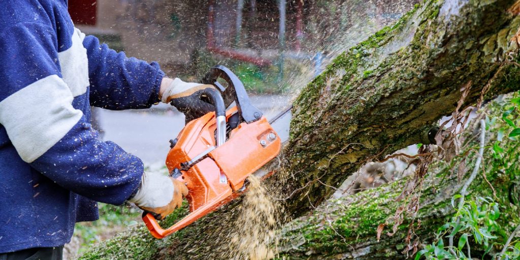 Man is cutting on tree with a chainsaw, broken the trunk tree after a hurricane