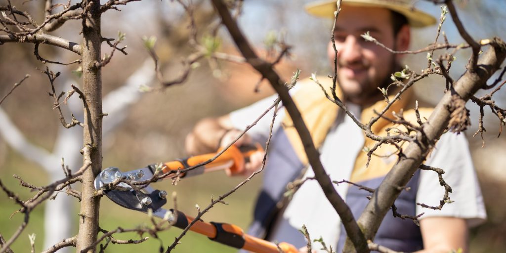 Winter, Spring, Summer, Fall: When’s the Best Time To Trim Trees?