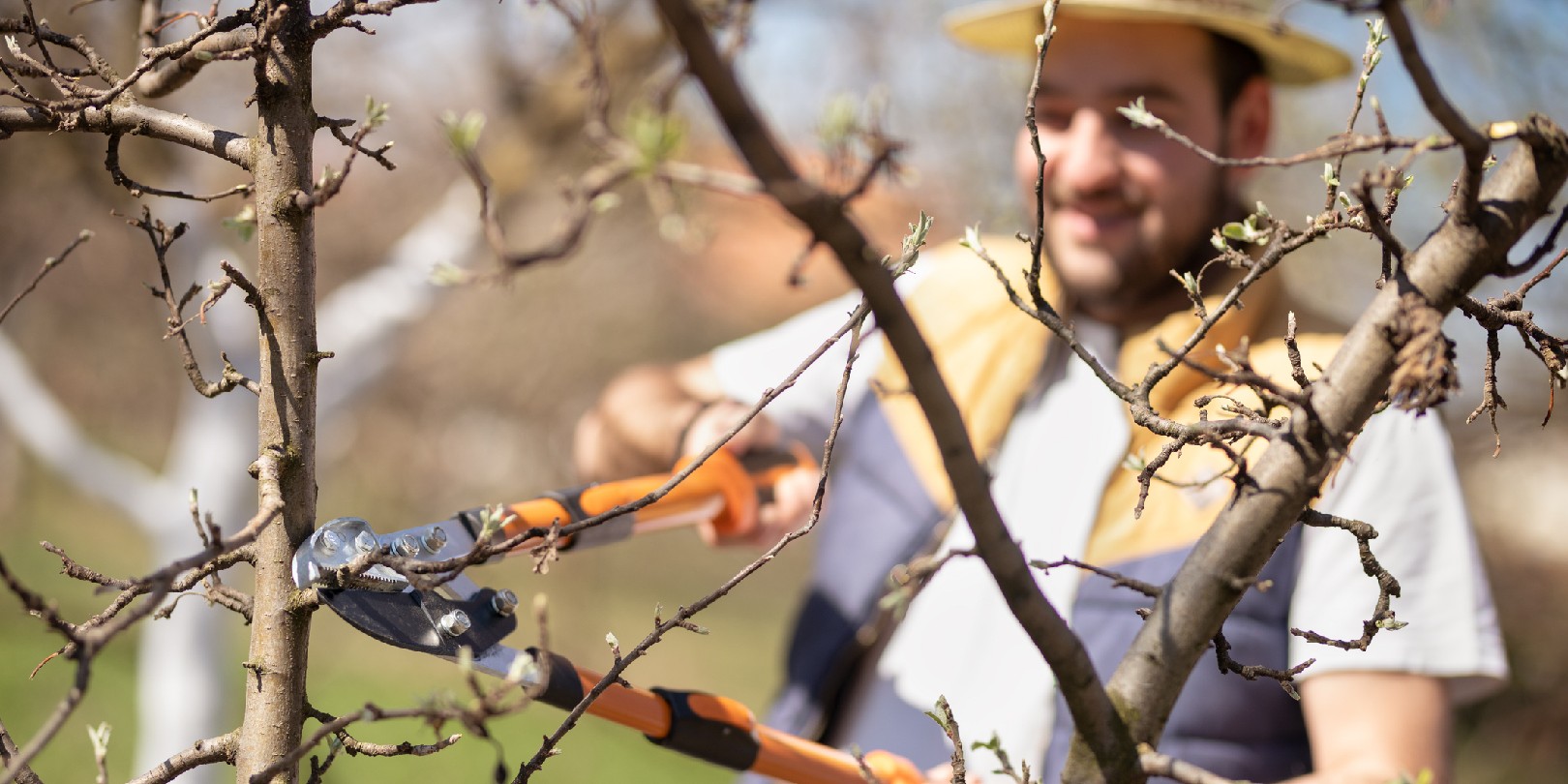 Winter, Spring, Summer, Fall: When’s the Best Time To Trim Trees?