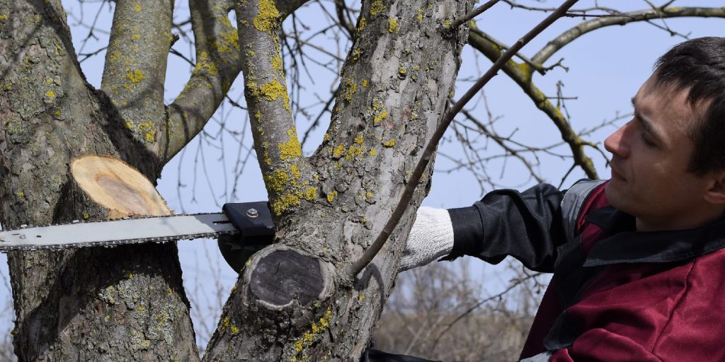 A man cut down an electric saw. The stump of saw cut branches.