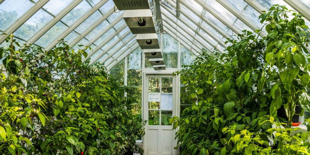 greenhouse