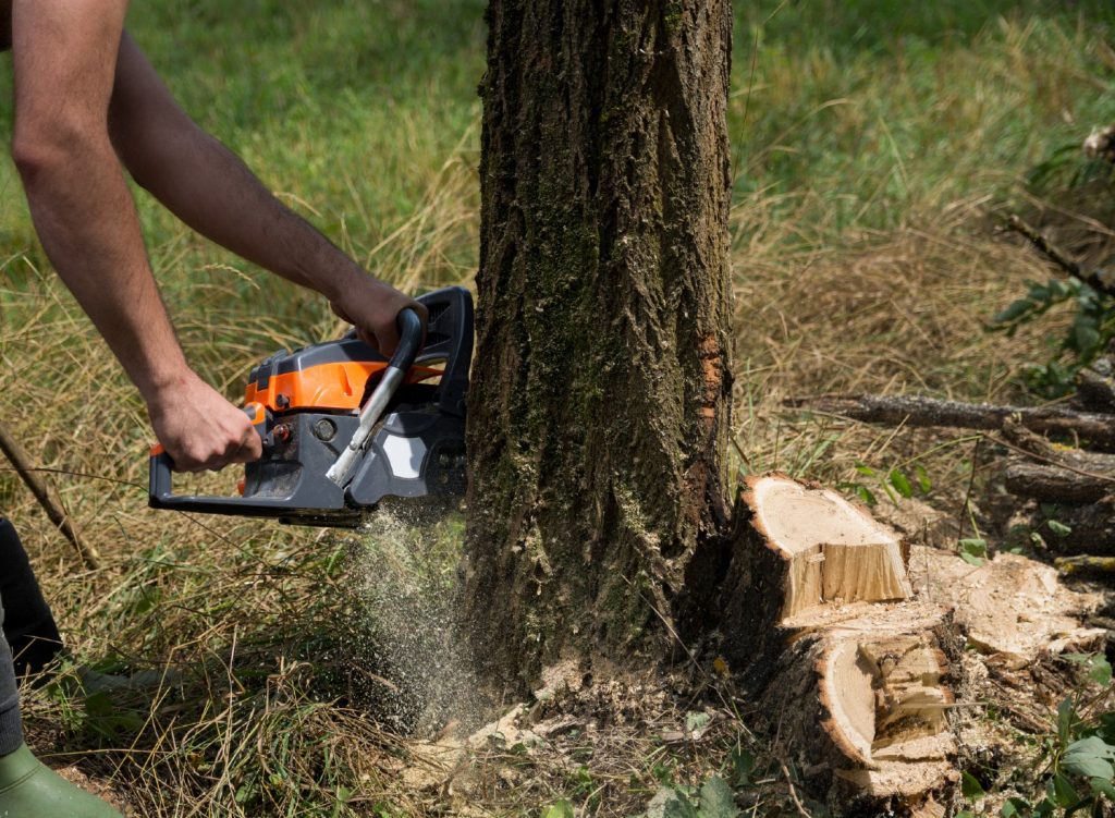 iStock-1423445322 Person cutting down a tree with a chainsaw